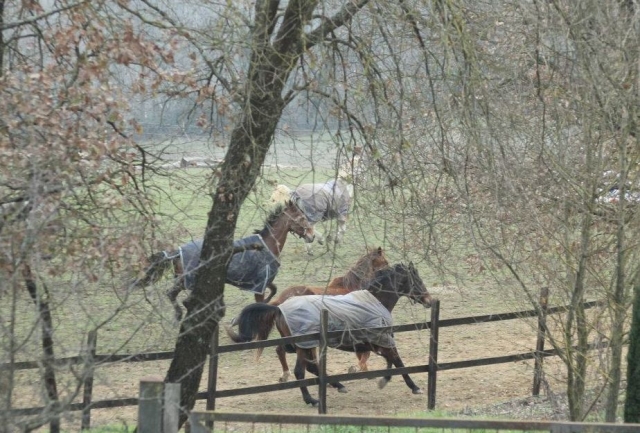  Nuestros equinos 